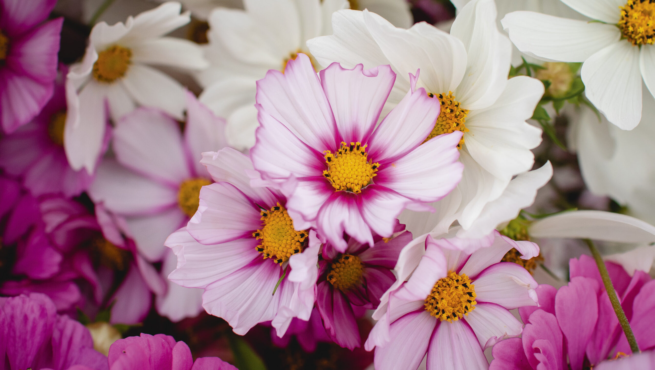 A mix of 'Picote' and 'Purity' cosmos flowers.